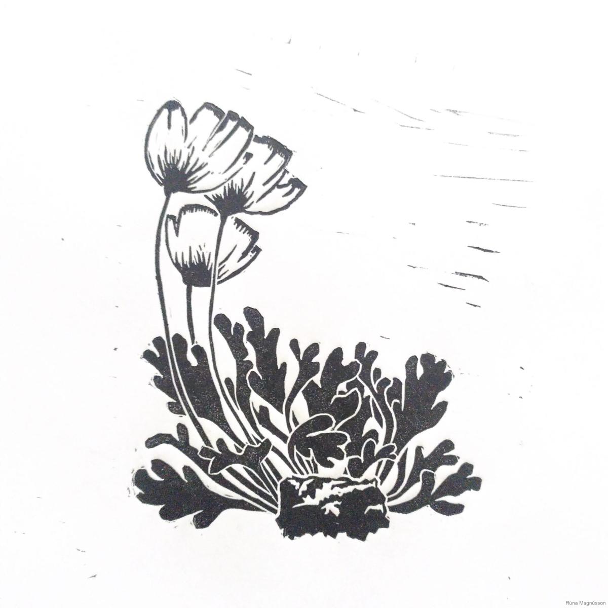 Some Svalbard Plants