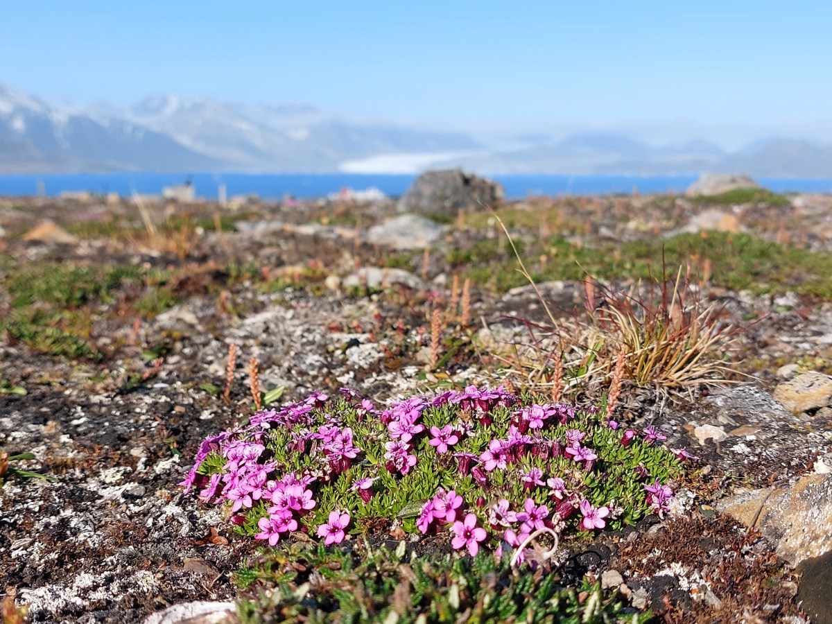 FIELD SEASON FRAGMENTS