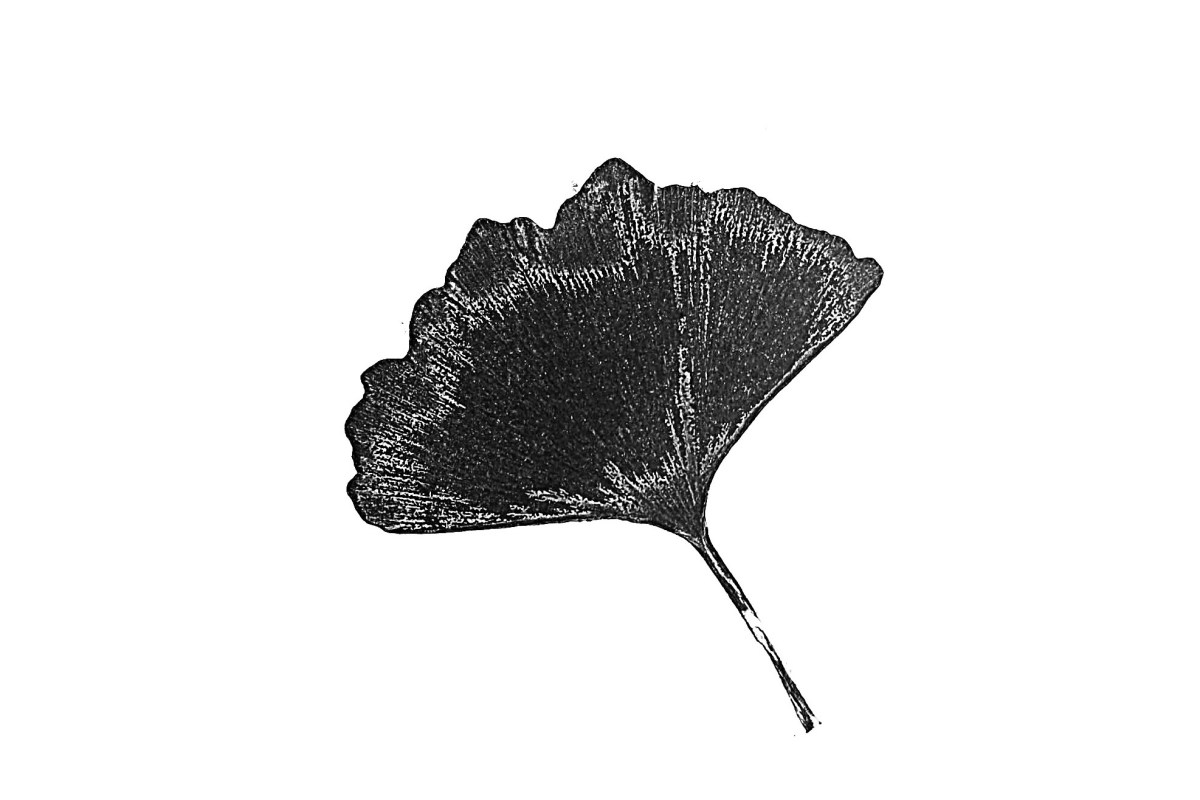 GINKGO